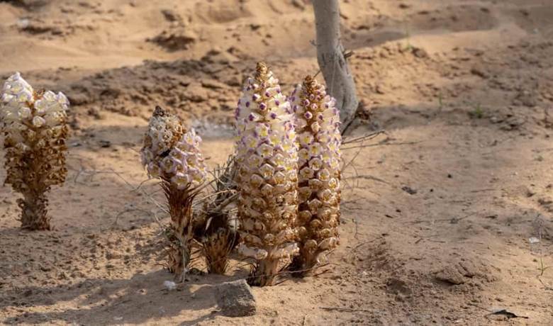 Hình ảnh cây Nhục Thung dung