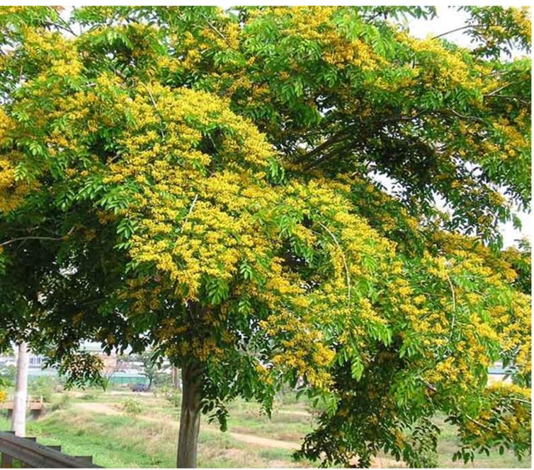 Hình ảnh: Cây Giáng hương