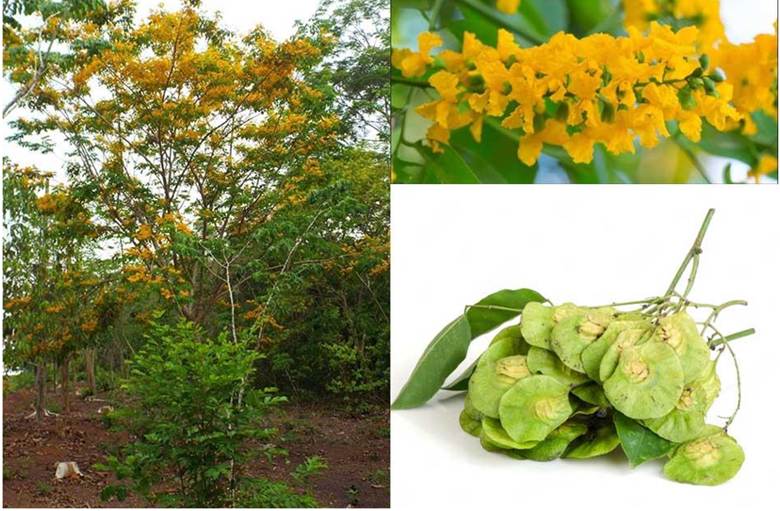 Hình ảnh các bộ phận của cây Giáng hương