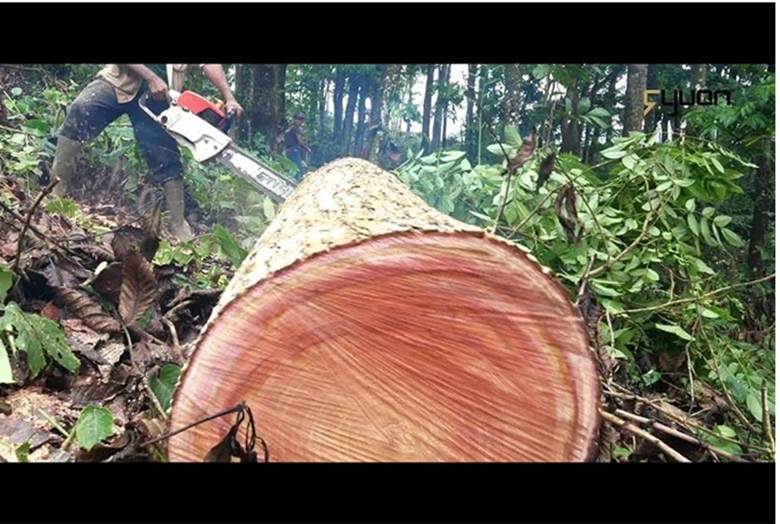 Gỗ Giáng hương rất quý,là vị thuốc giúp trị phù và sỏi bàng quang