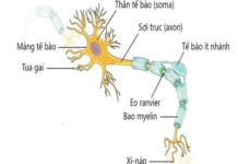 Cấu tạo của tế bào thần kinh