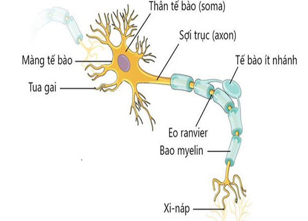 Cấu tạo của tế bào thần kinh