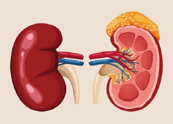 Thận nhiễm mỡ là hiện tượng mỡ tích tụ trong thận, đặc biệt là ở ống thận